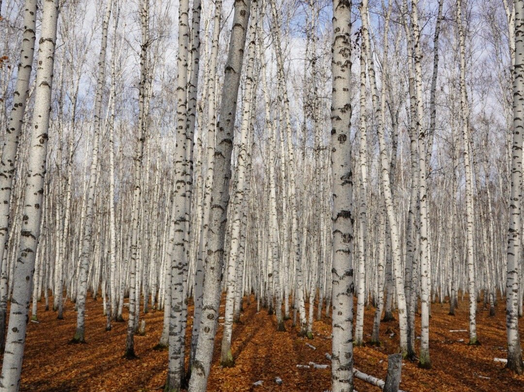 白桦林童话森林-额尔古纳市必去景点