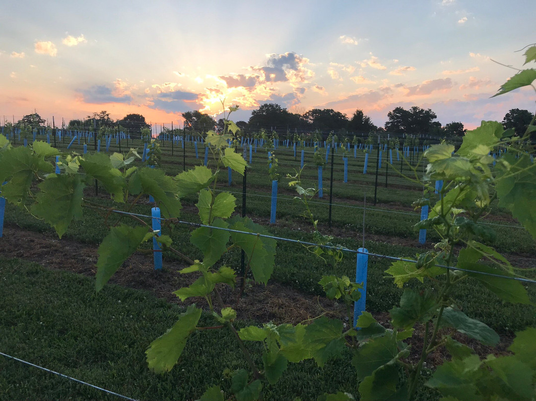 Dale Hollow Winery景点图片