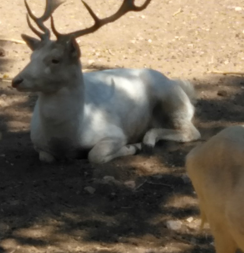 Zoologico de Chihuahua景点图片