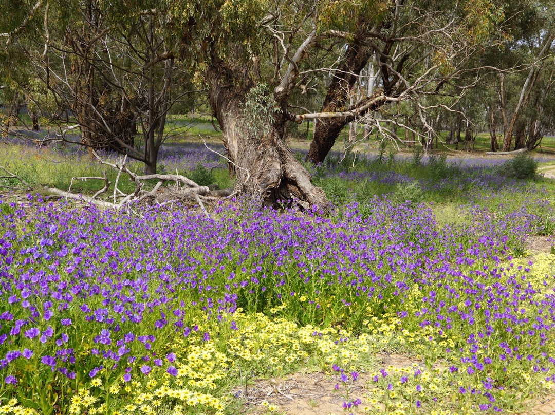 Murrumbidgee Valley National Park景点图片