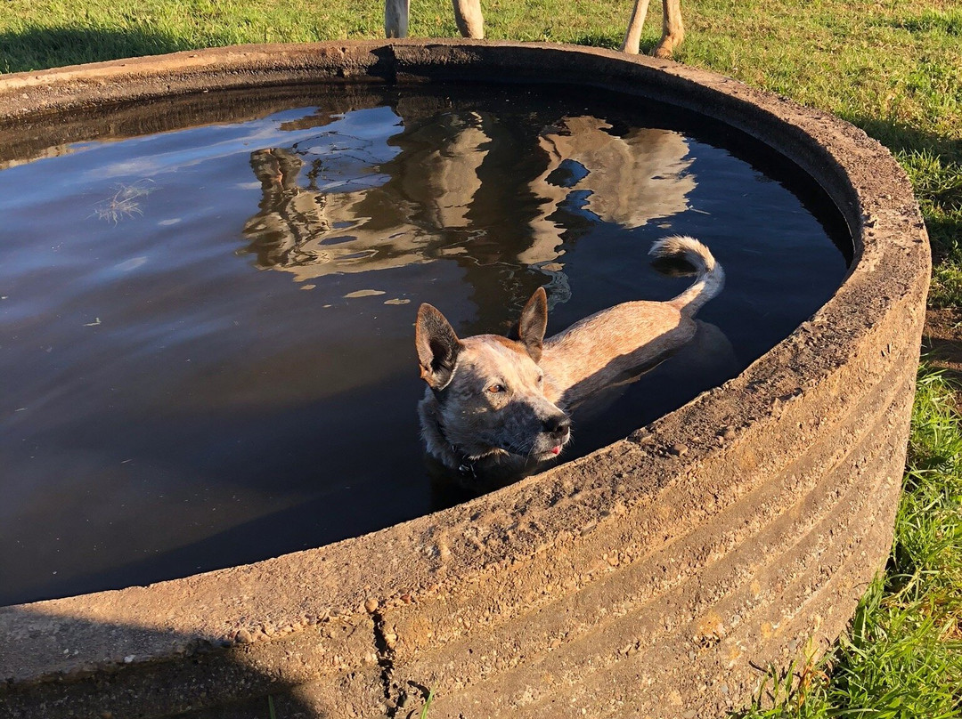 Kerewong Horse Farm Nsw-Lorne必去景点