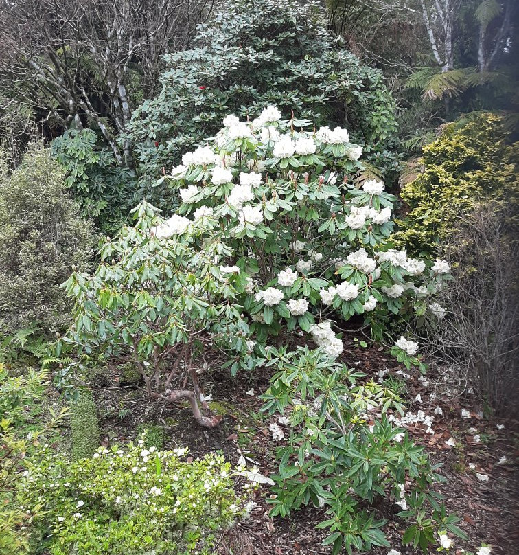 Pukeiti景点图片