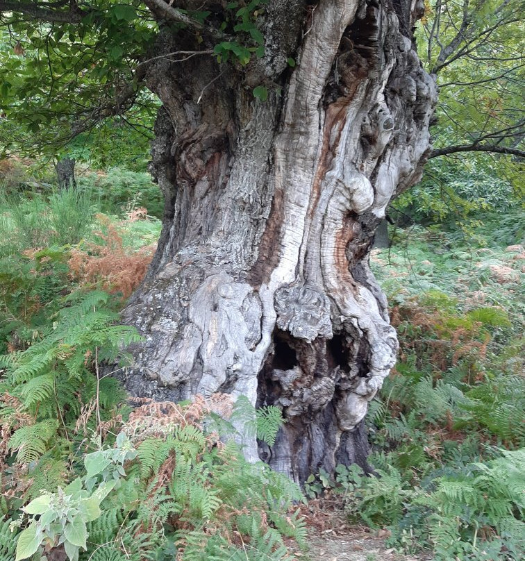 Parco Nazionale delle Foreste Casentinesi, Monte Falterona e Campigna景点图片