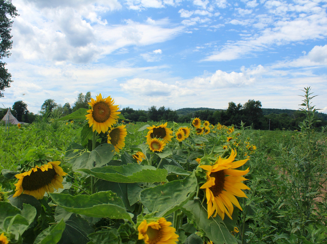 Seed Song Farm & Center-Kingston必去景点