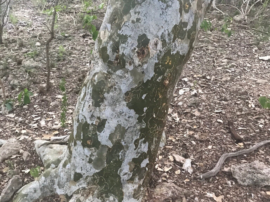 Wayaka Trail-Kralendijk必去景点