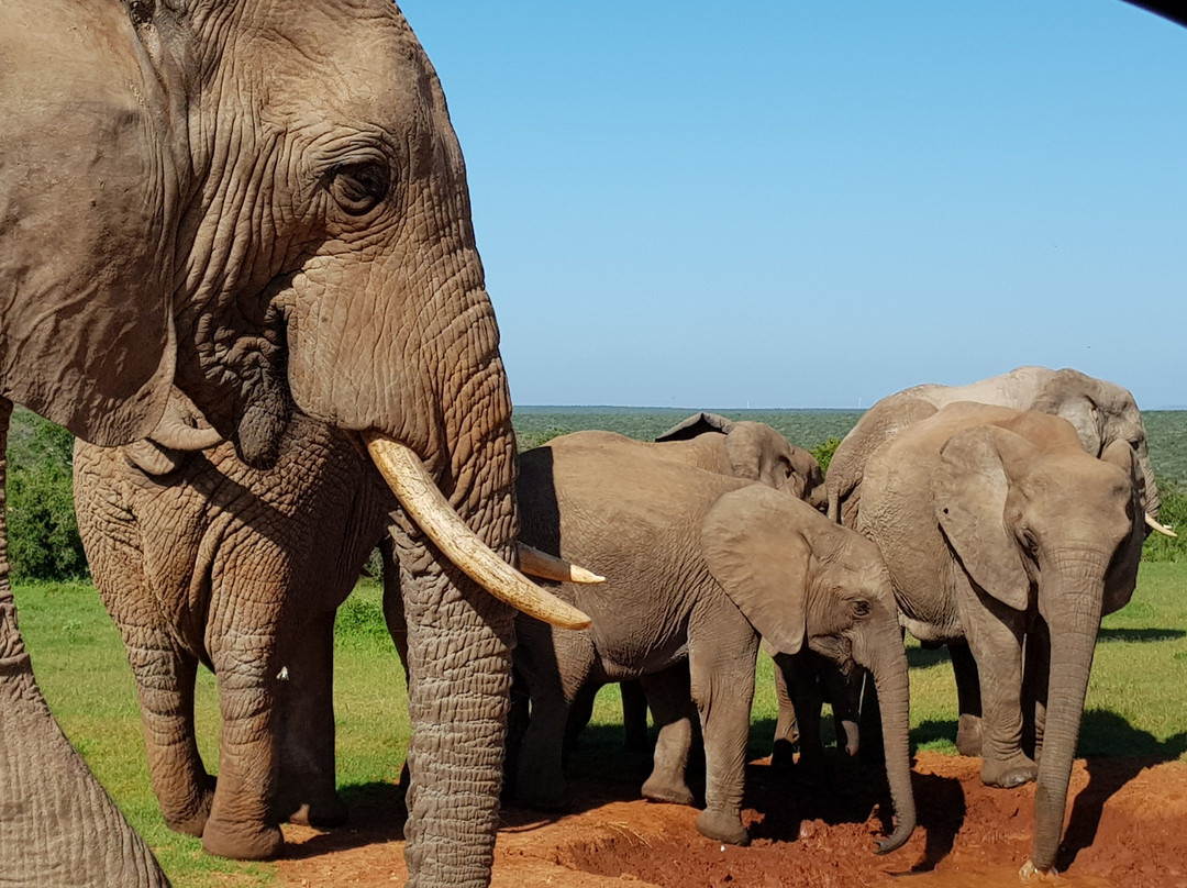 Just Safaris-伊丽莎白港必去景点