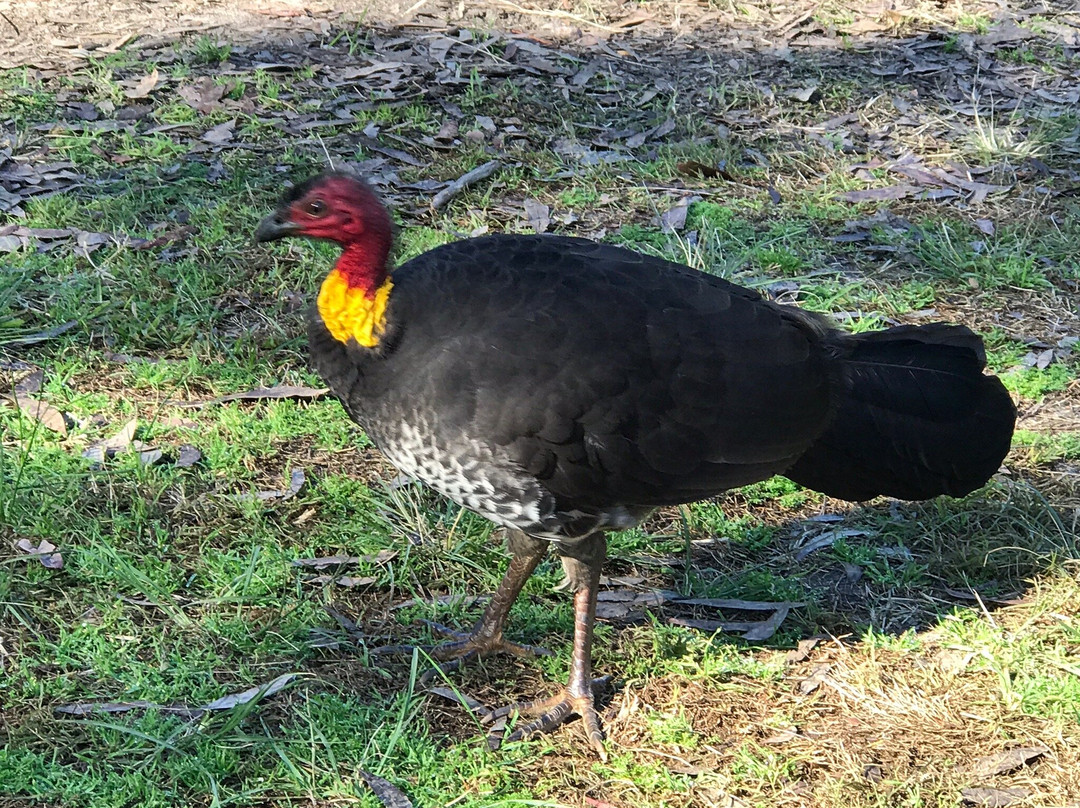 Brisbane Water National Park-Kariong必去景点