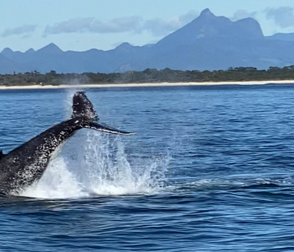 Coolangatta Whale Watch-堤维德岬必去景点