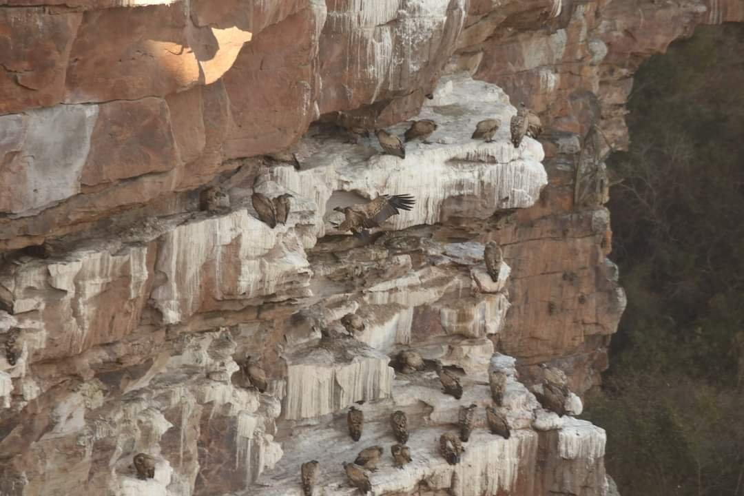 Oribi Vulture Viewing Hide景点图片