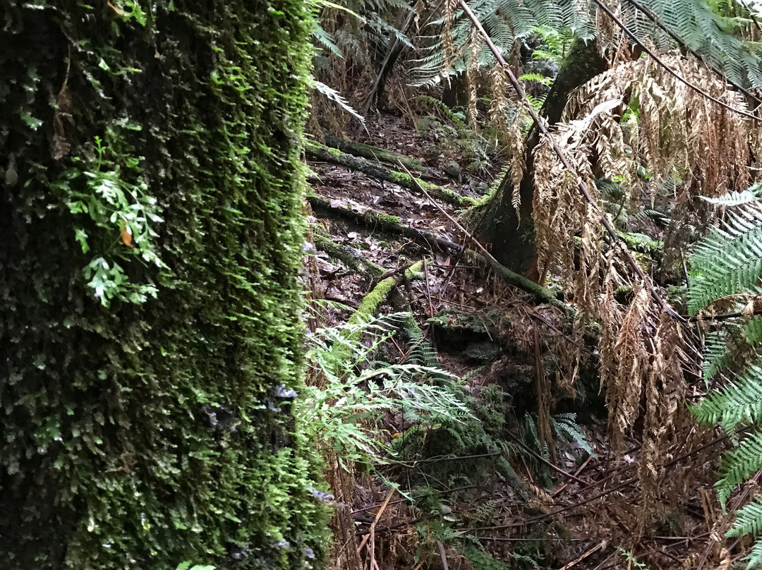 Melba Gully National Park景点图片