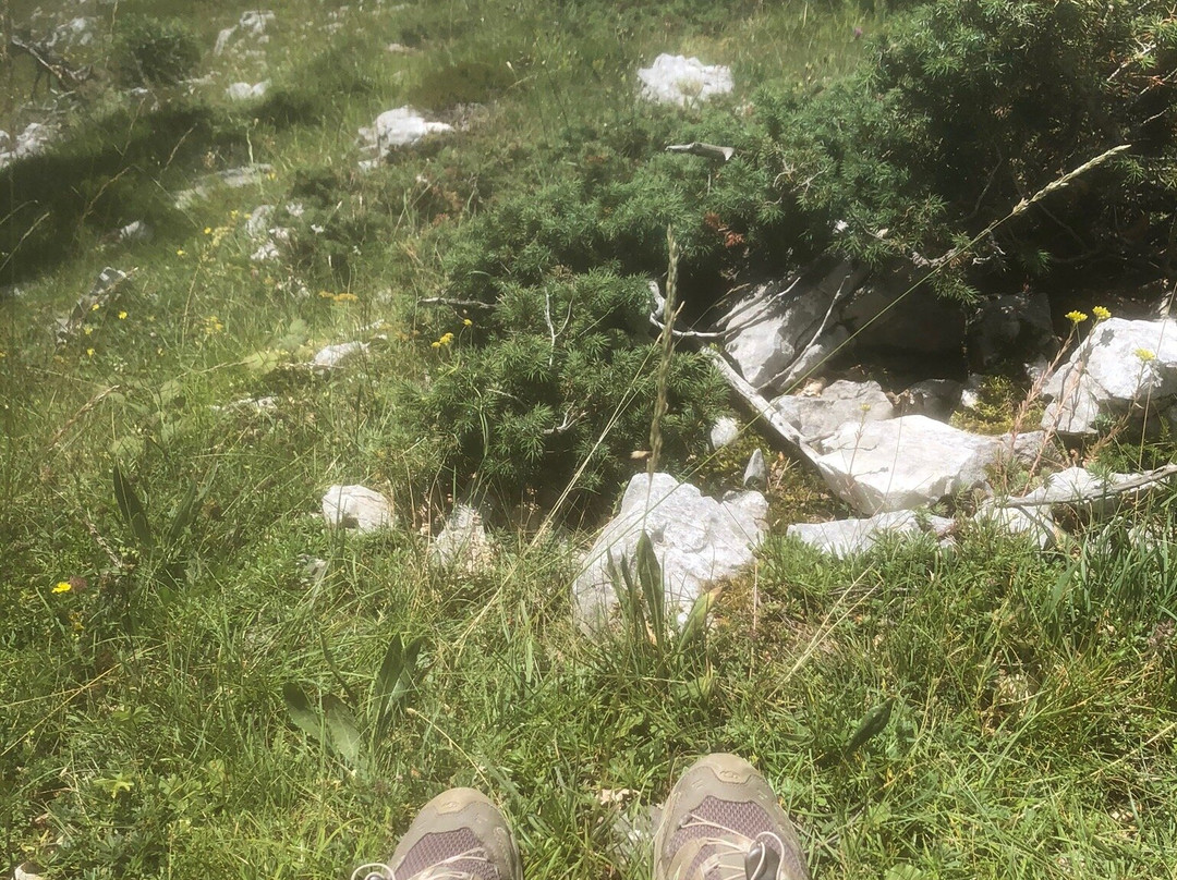 Happy Owl Tracks-维罗纳必去景点