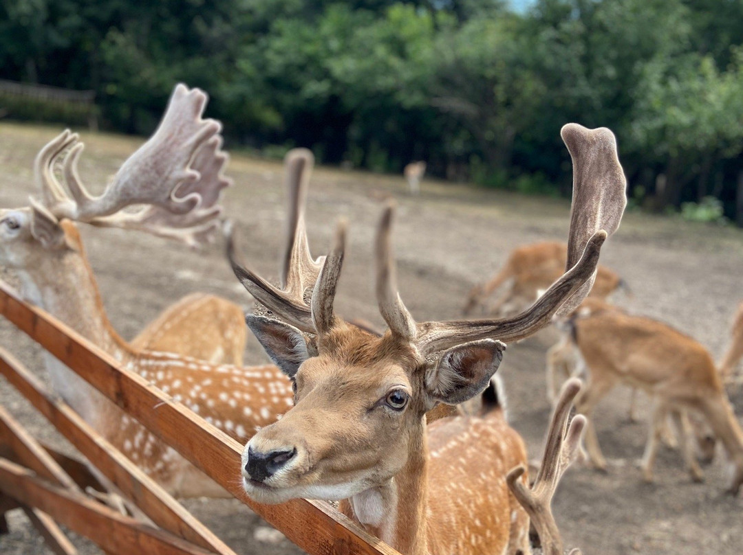 Ranch Deer Valley-Dreznik Grad必去景点