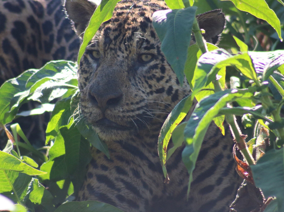 Pantanal Trackers景点图片