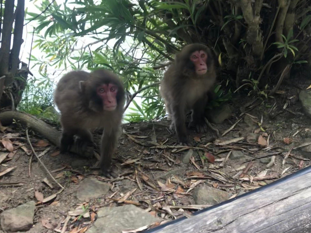 Awajishima Monkey Center景点图片