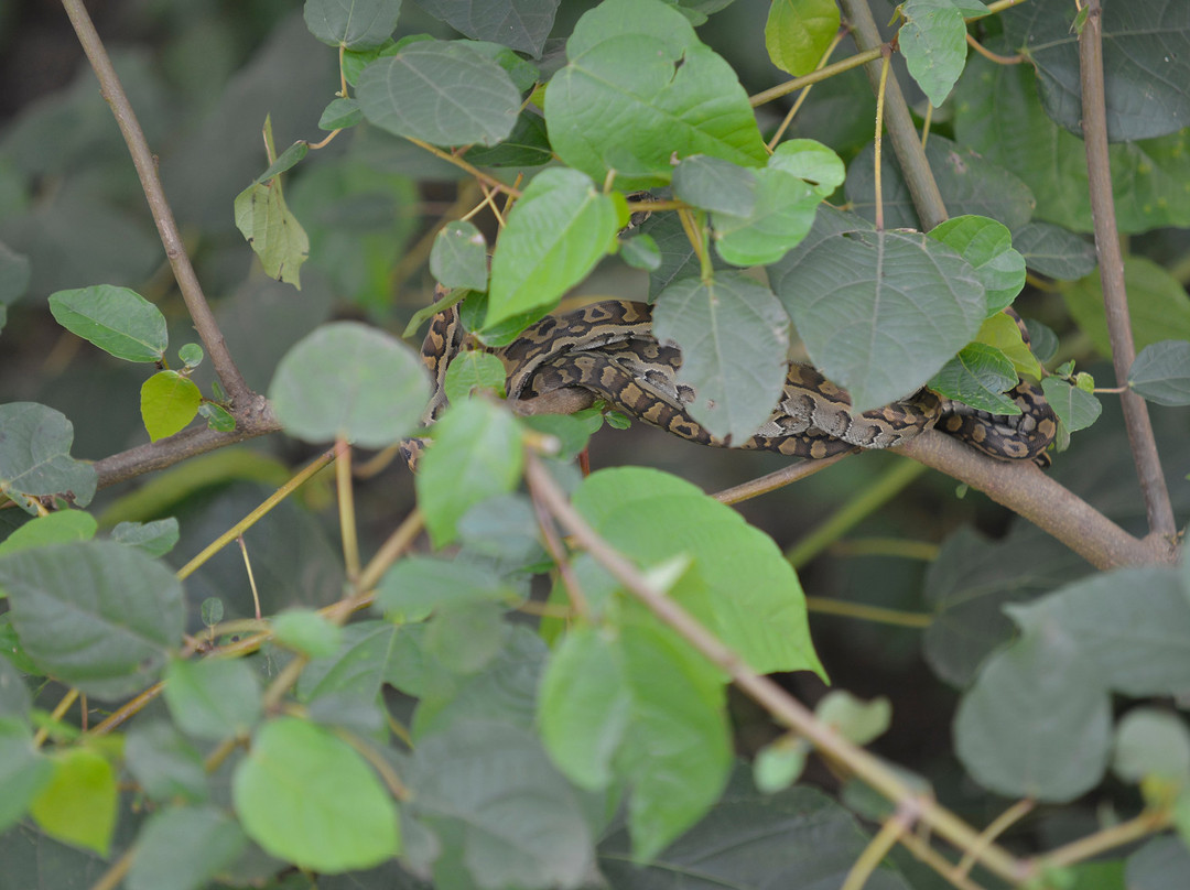 Dipi Crocodile Farm景点图片