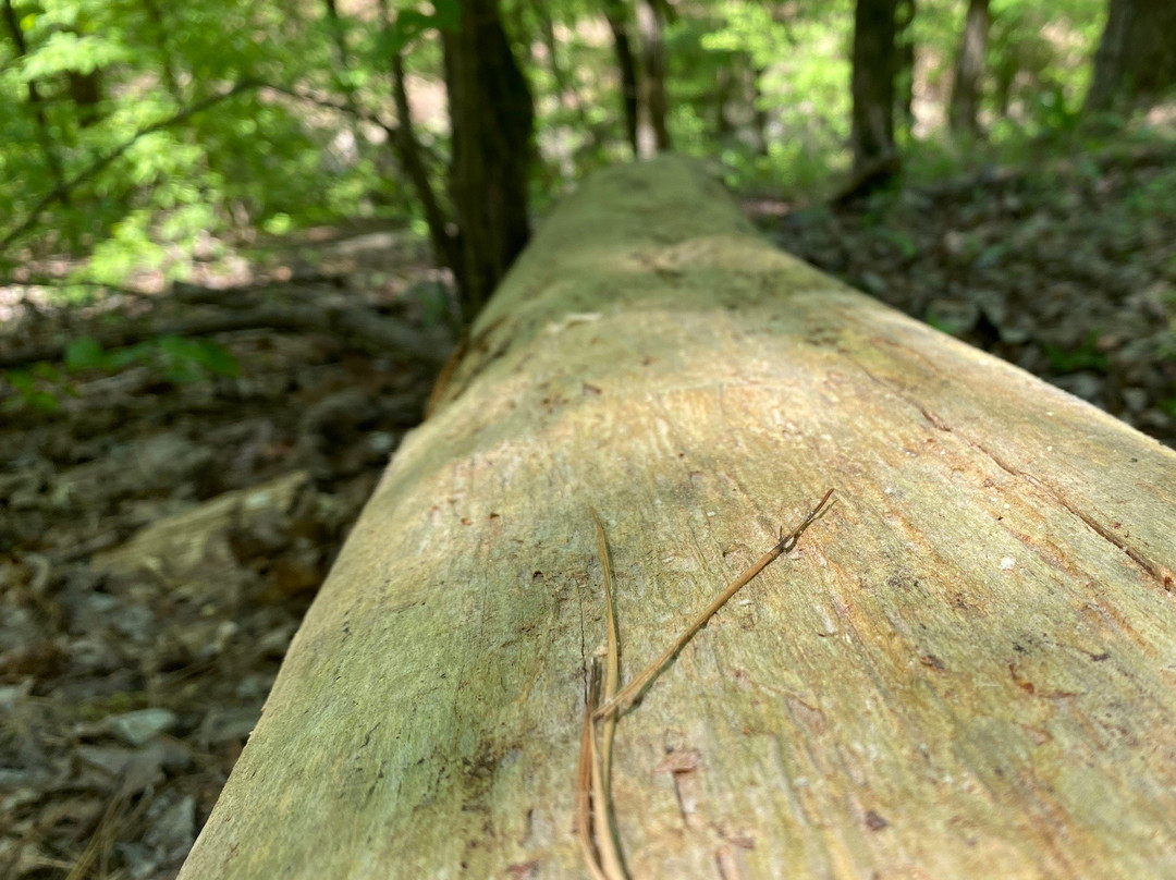 Beavers Bend State Park and Nature Center景点图片