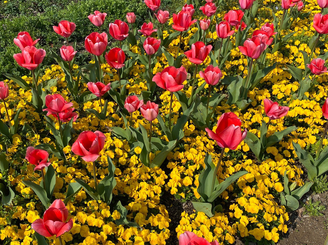 138 Tower Park-一宫市必去景点