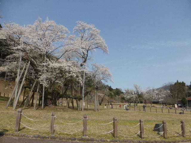 Usuzumi Park-本巢市必去景点