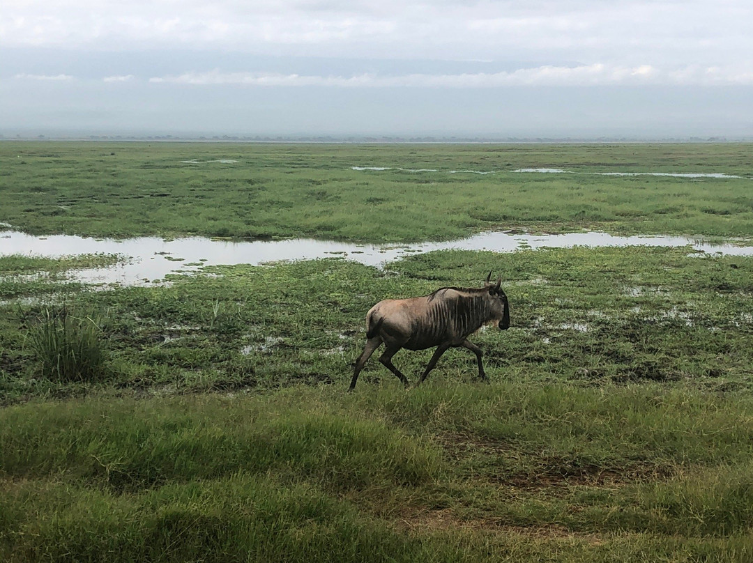 Safari Afrique-蒙巴萨必去景点