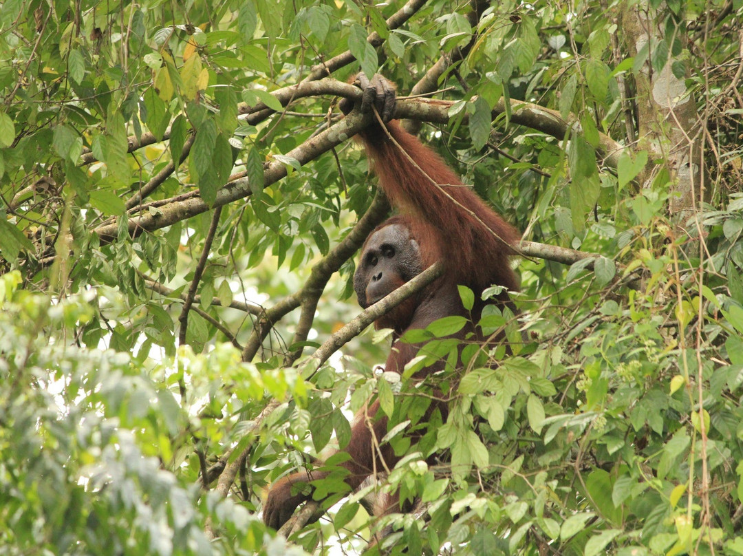 Tabin Lodge and Wildlife Rainforest Tour-拉哈达图必去景点