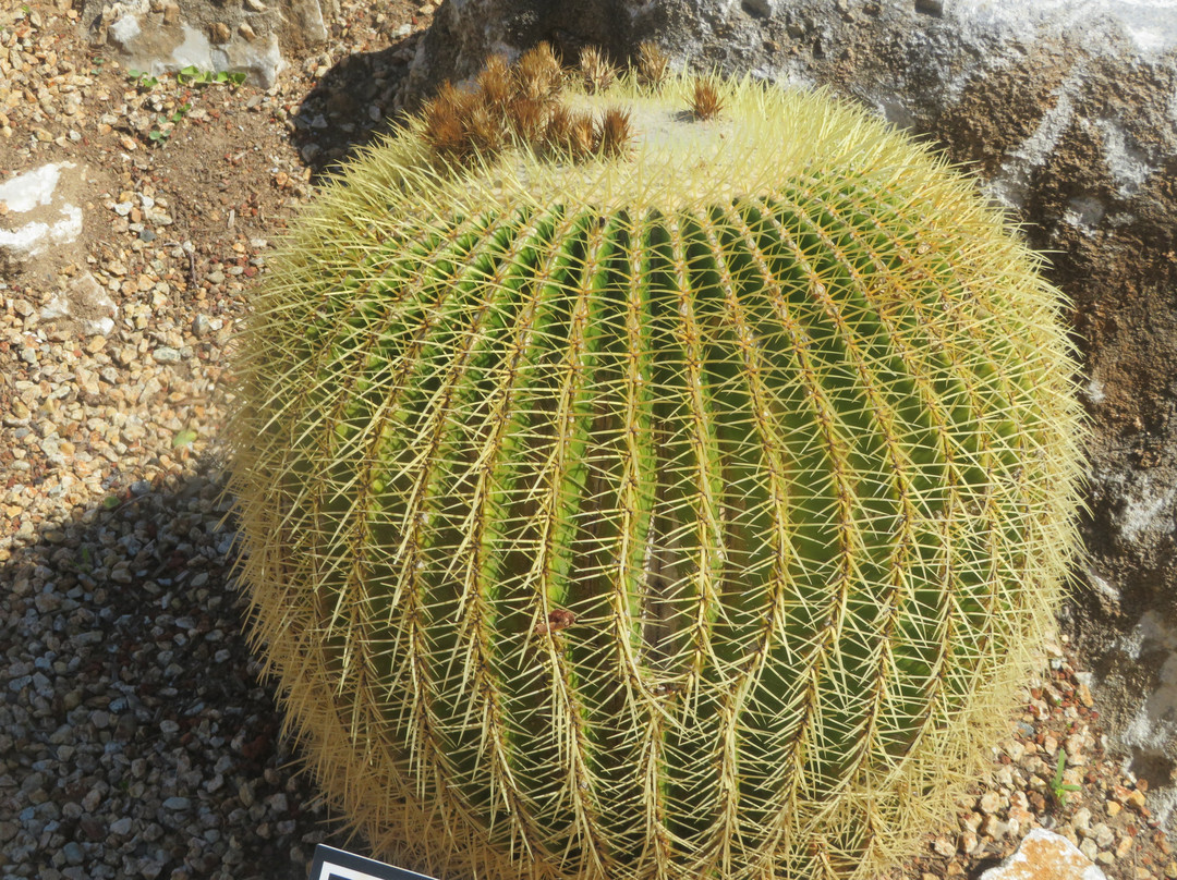 UCSC Arboretum-圣克鲁斯必去景点