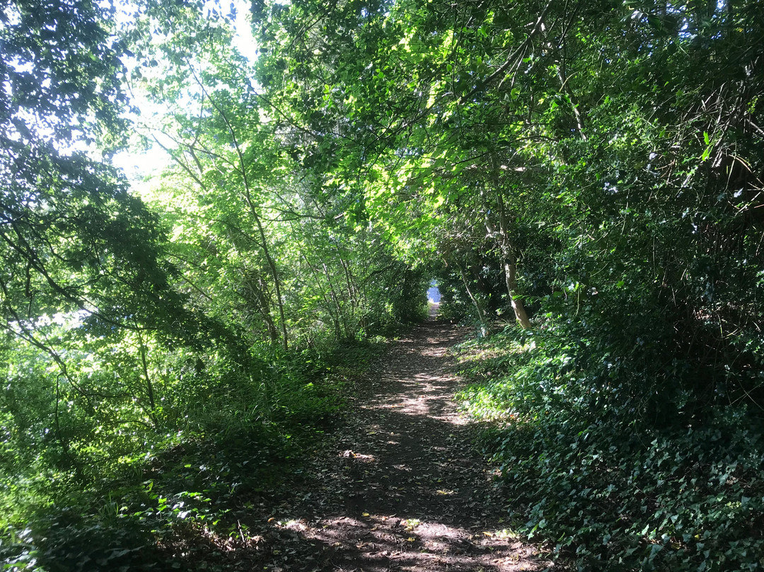 Bodlondeb Woods Local Nature Reserve景点图片