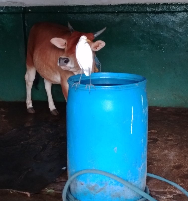Singing Fish Tuk-科伦坡必去景点