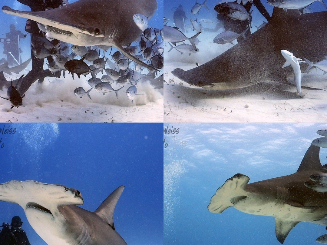 Bimini Undersea景点图片