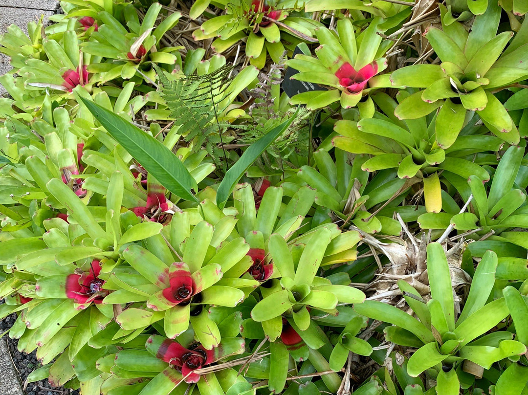 Kauai Mini Golf & Botanical Gardens-基拉韦厄必去景点