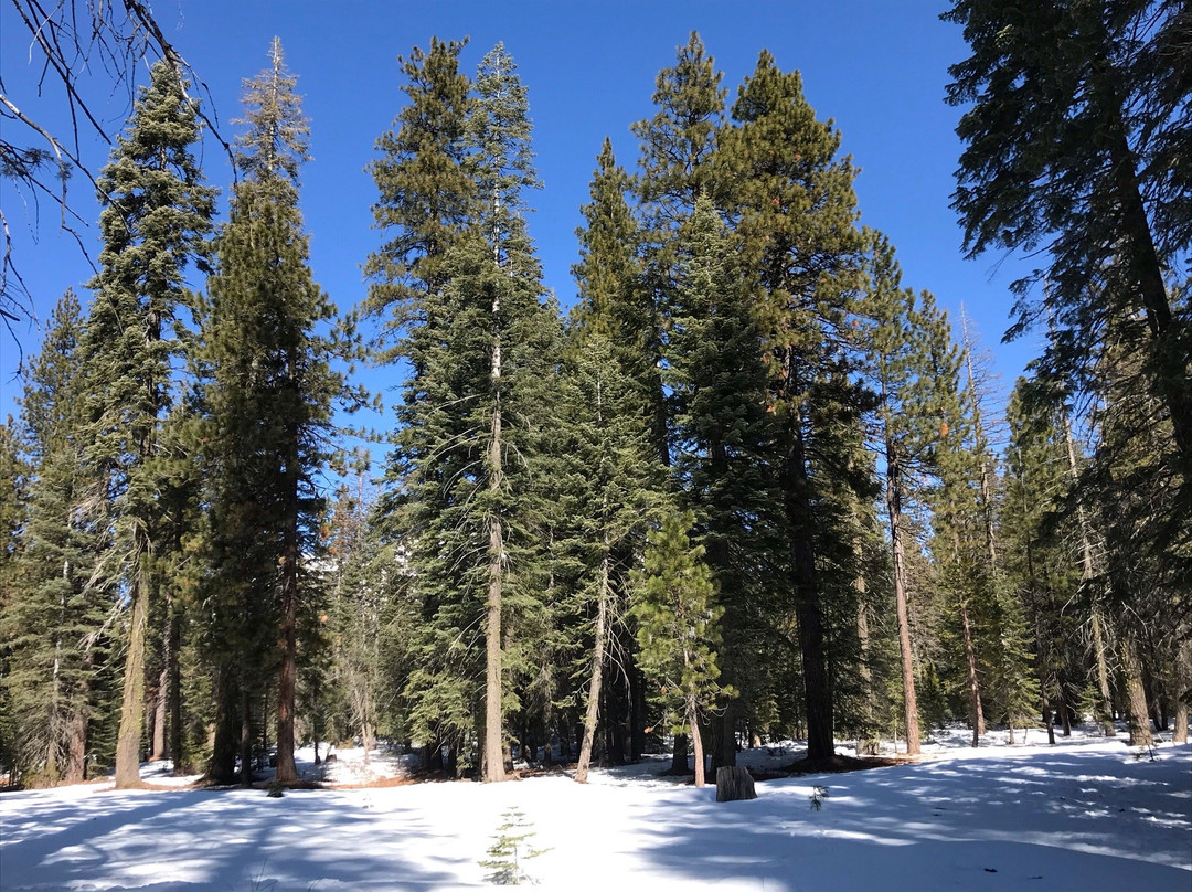 Mt. Shasta Nordic Center景点图片