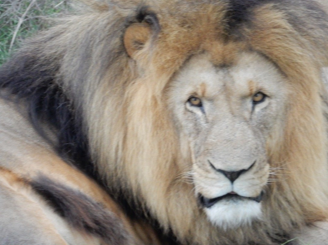 Garden Route Game Lodge Day Safaris-阿尔贝蒂娜必去景点