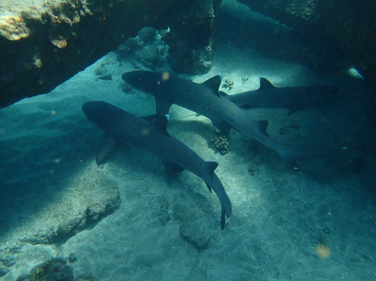 Banyan Tree Divers Maui-拉海纳必去景点