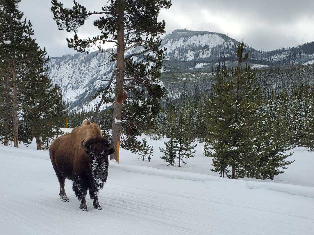 Yellowstone Adventures景点图片