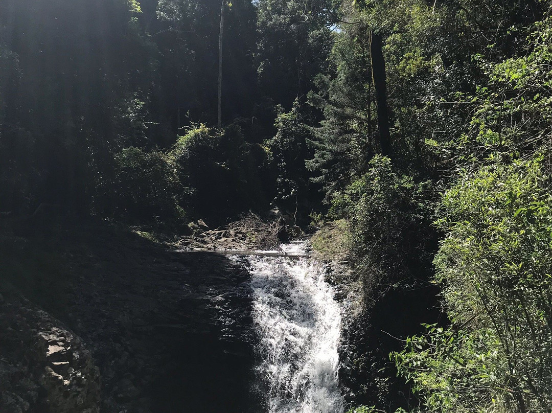 Rainforest Tours Australia景点图片
