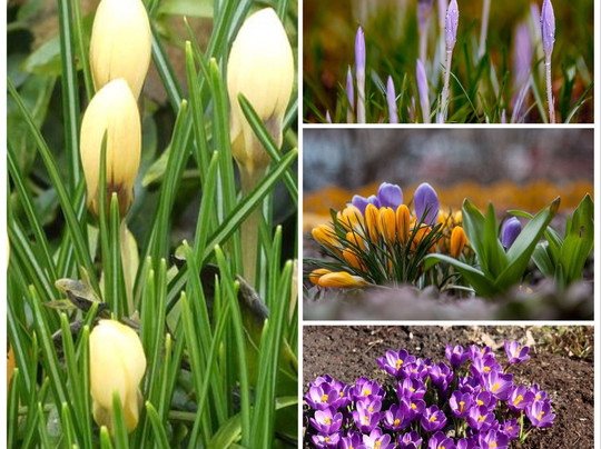 Lisserbroek旅游攻略图片