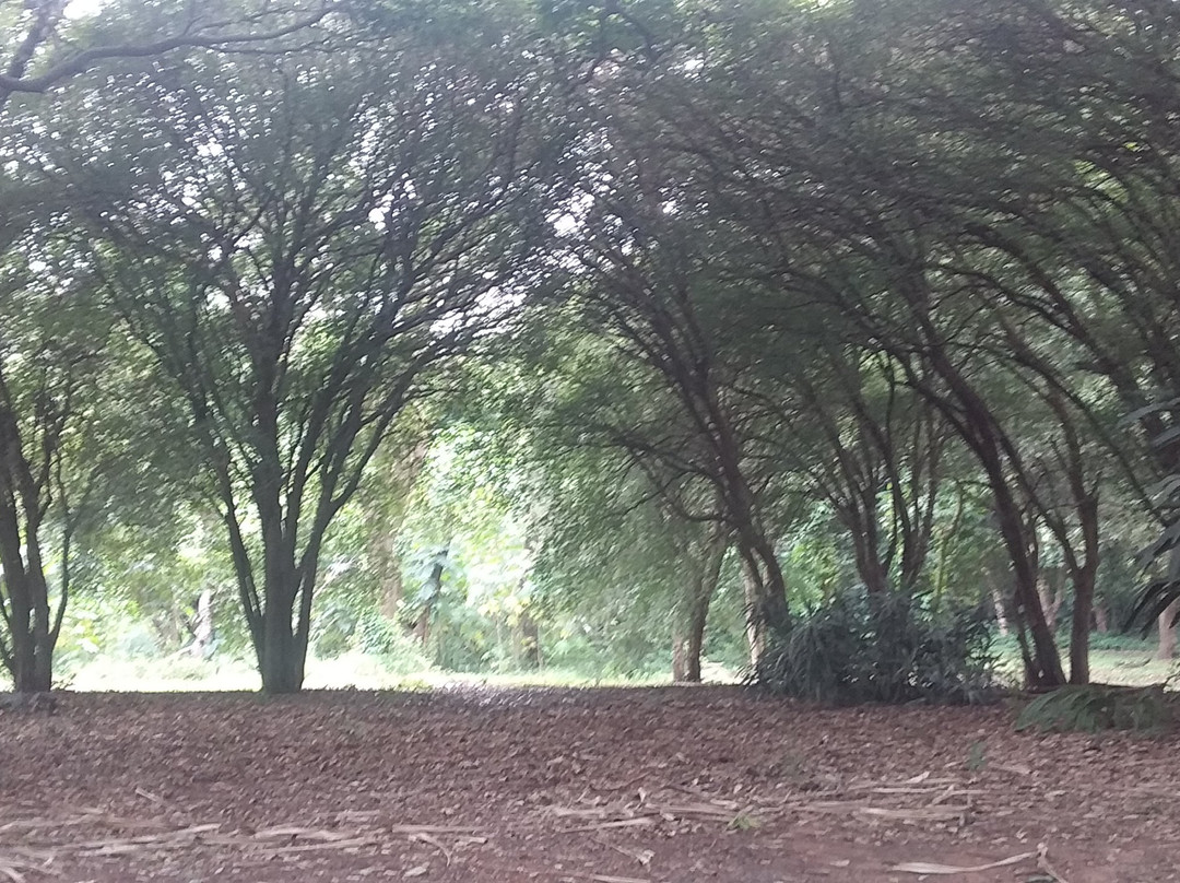 Botanical Gardens Municipal Paulinia Adelmo Piva Junior景点图片
