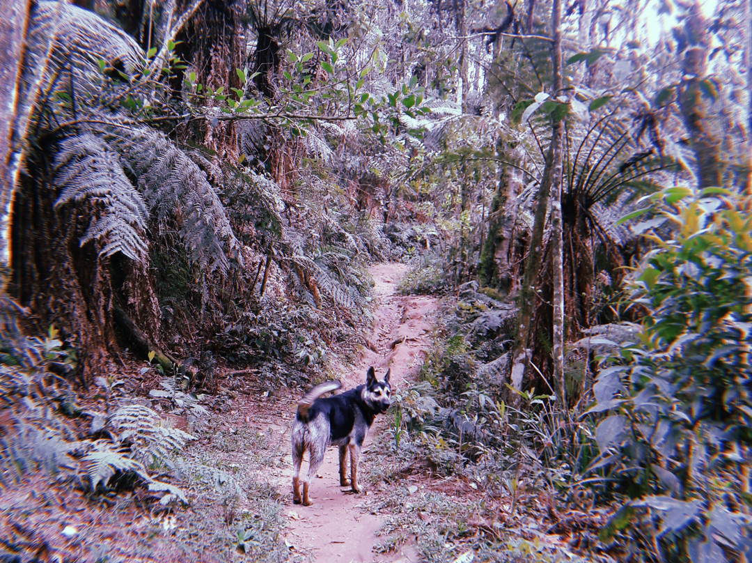 Trilha do Pinheiro Velho景点图片