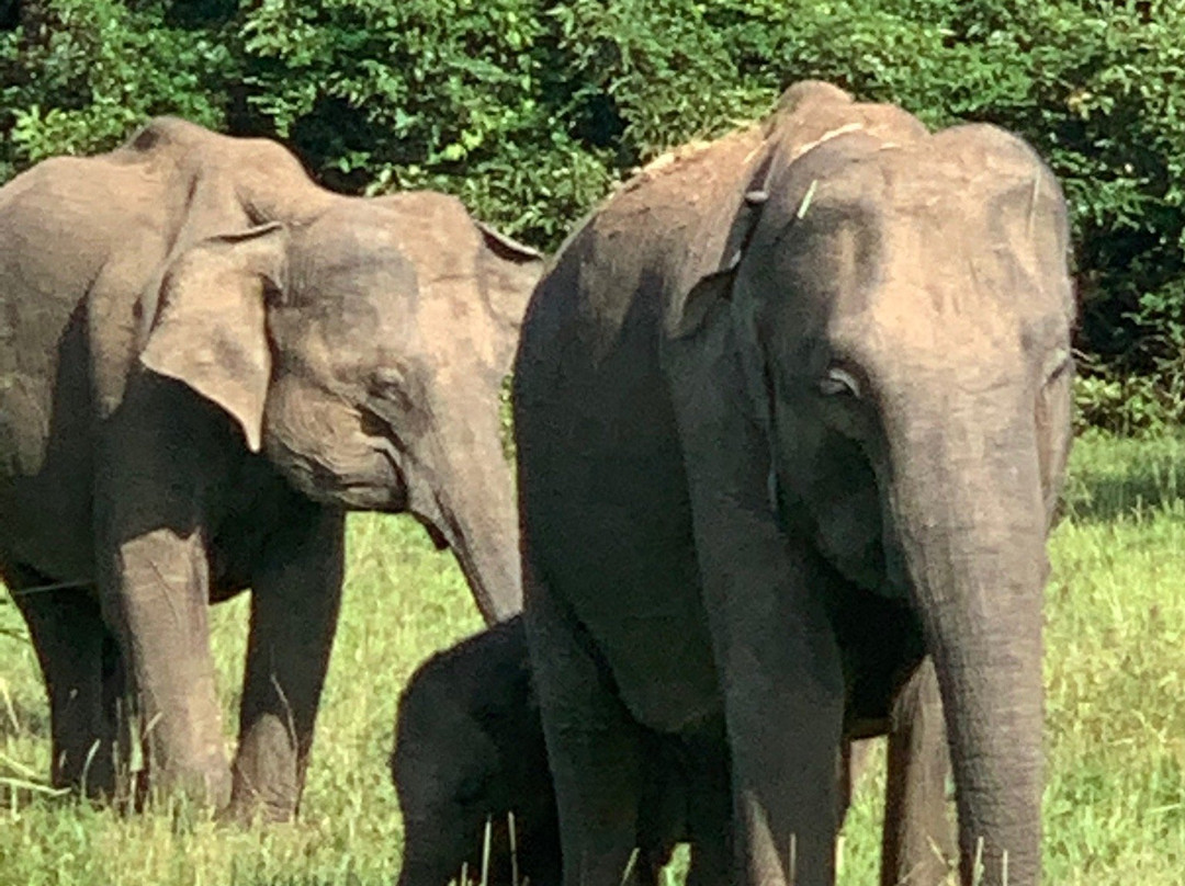 Wasgamuwa National Park-波隆纳鲁瓦必去景点