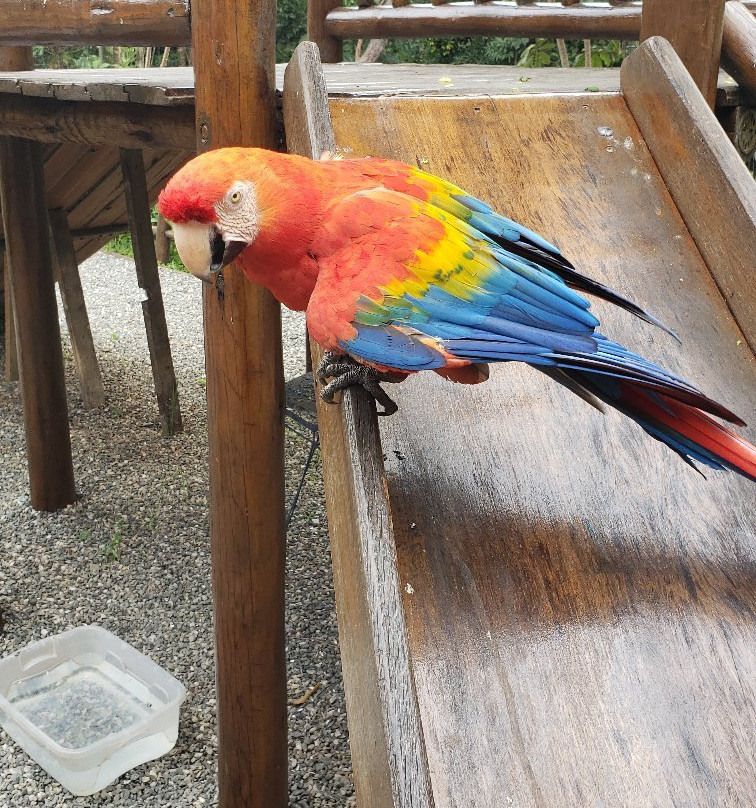 Joãozinho da Matinha Reserva Biológica景点图片