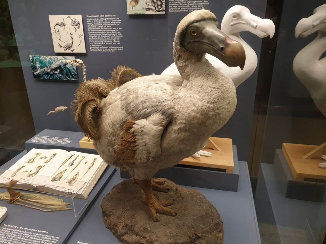 Naturkundemuseum Potsdam-波茨坦必去景点