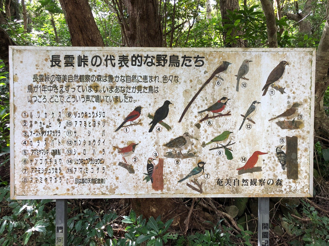 Amami Nature Observation Forest景点图片