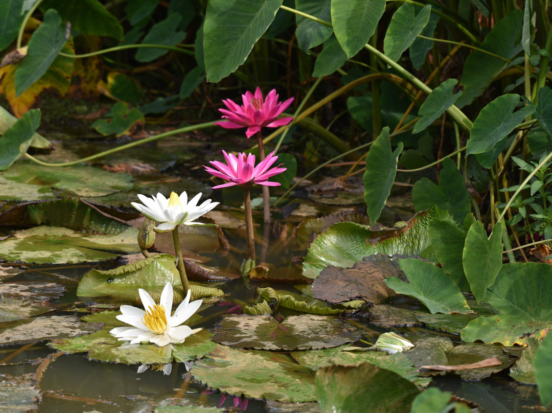 Monogram Resorts Wayanad主图