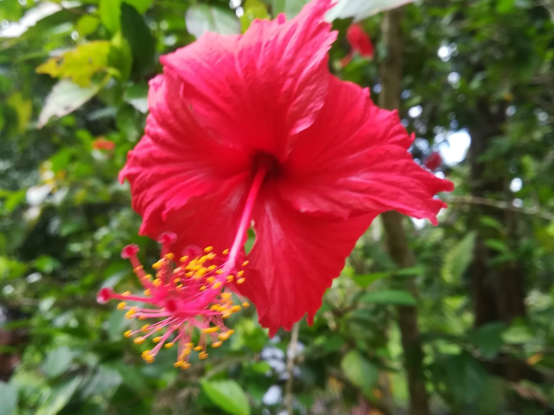 Zanzibar Spice Tour景点图片