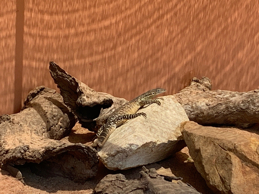 Armadale Reptile Centre景点图片