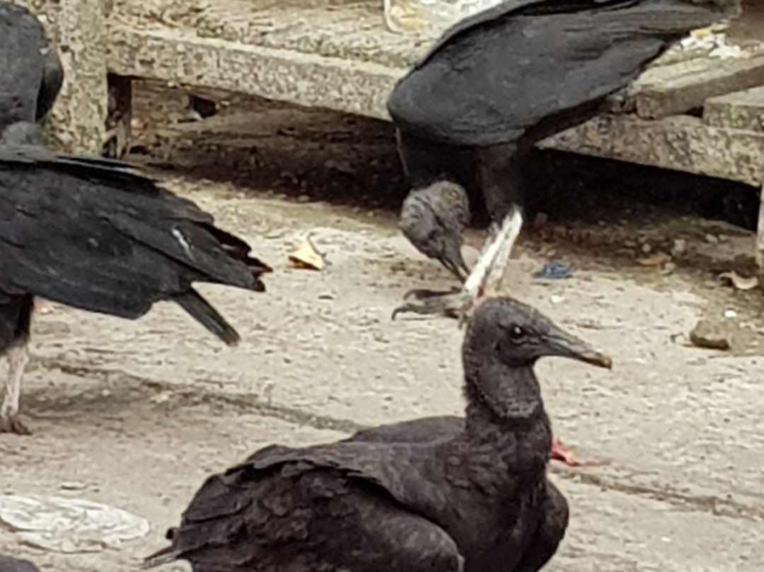 Mercado de Belen-伊基托斯必去景点