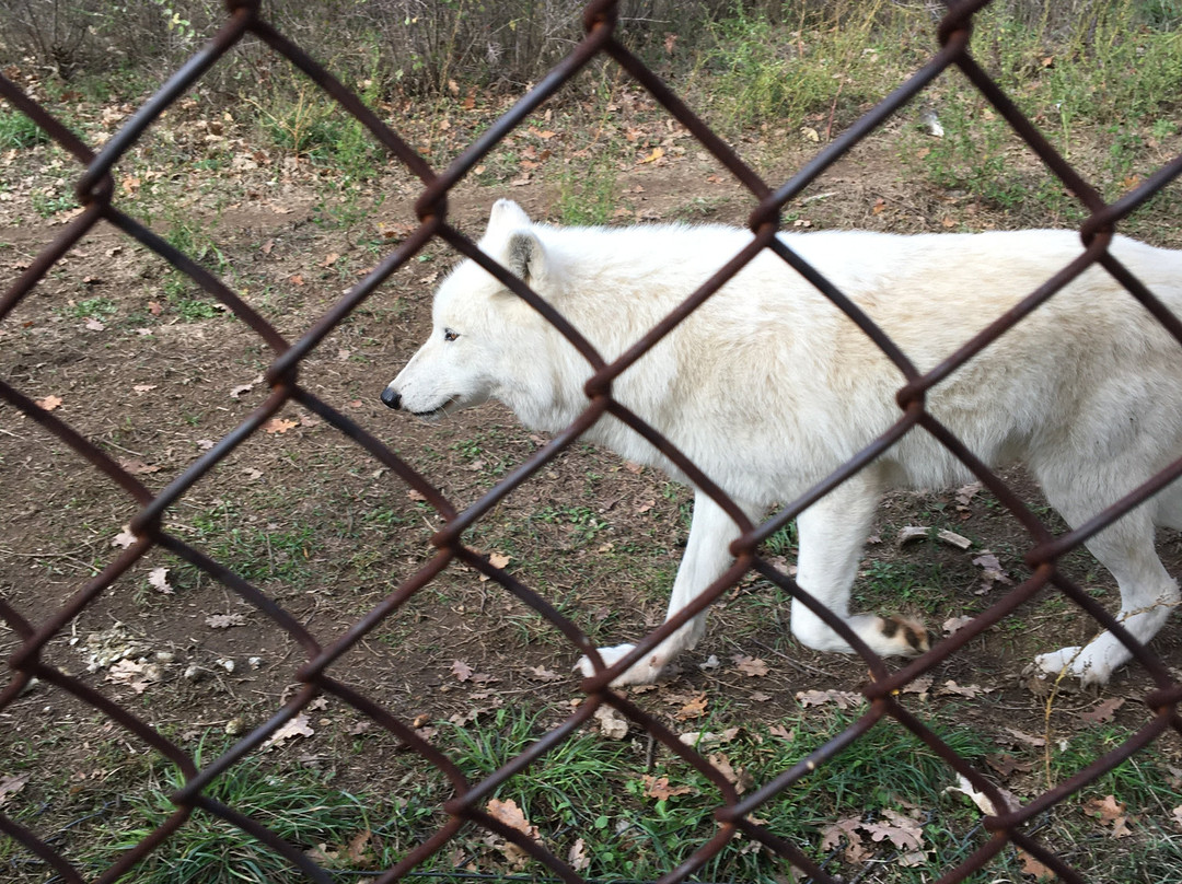 Wolf & Lynx Conservation Area景点图片