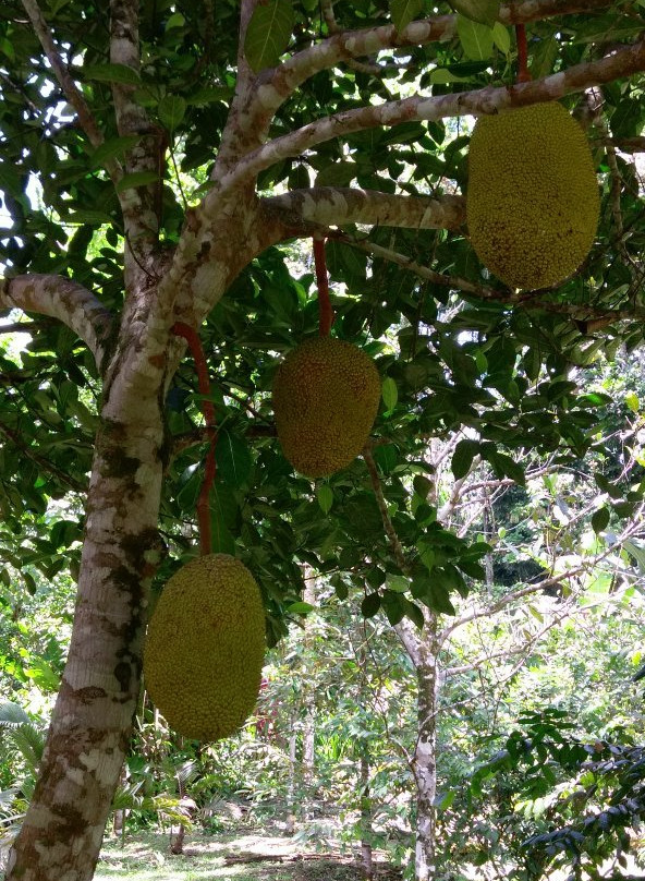 Finca La Isla景点图片
