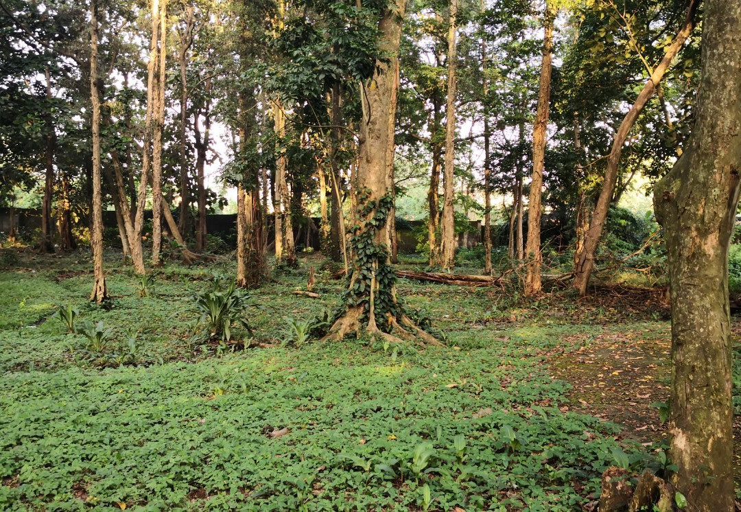 Agodi Gardens-伊巴丹必去景点