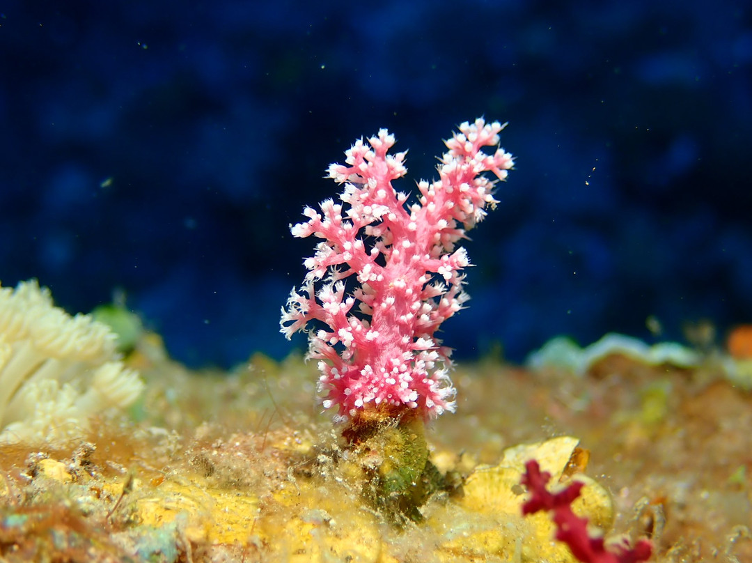 Johnnys Dive'n'fun-曼巴豪必去景点