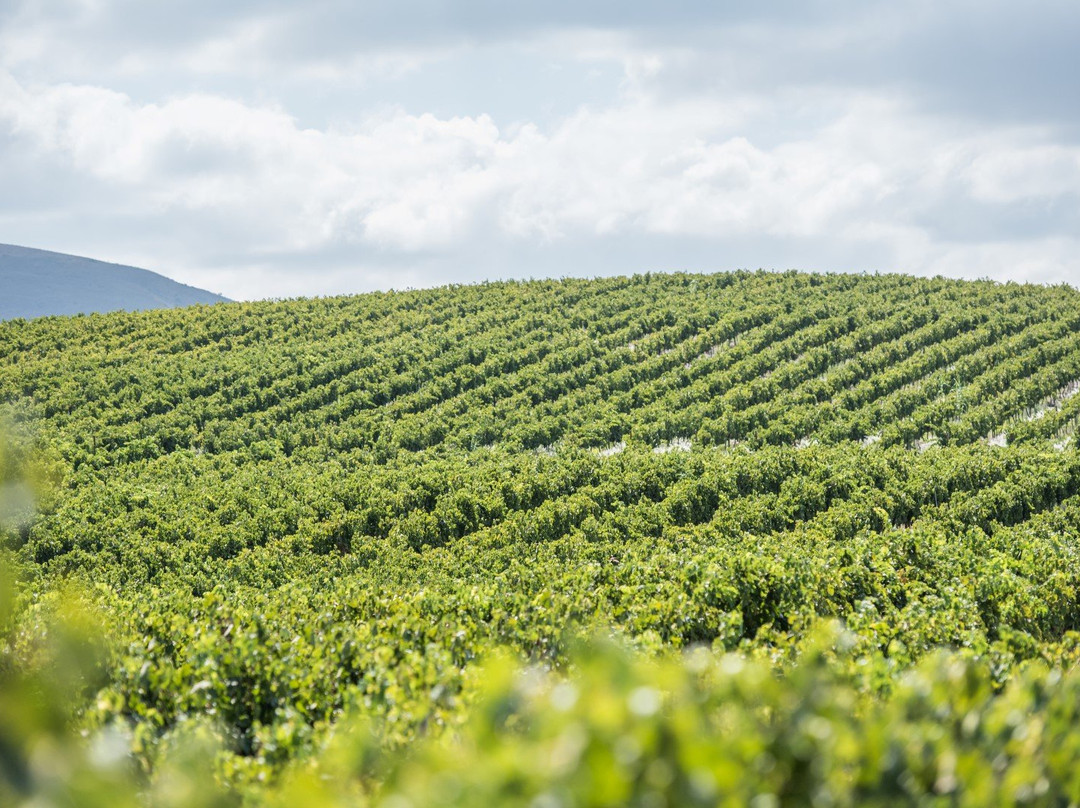 Arendsig Single Vineyard Wines-Bonnievale必去景点